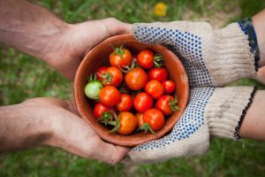 bowl of tomatoes held by gardeners' hands