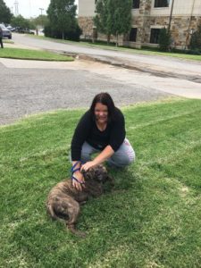 student walking a Sweet brindle pit bull 